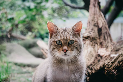 Close-up portrait of a cat