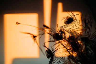 Close-up of silhouette plant against sky during sunset