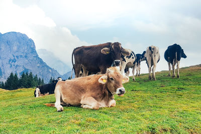 Cows grazing on field against sky