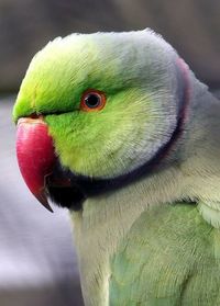 Close-up of animal eye