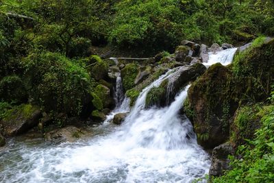 Scenic view of waterfall in forest