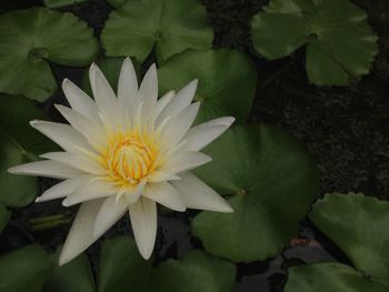 Close-up of lotus water lily in lake