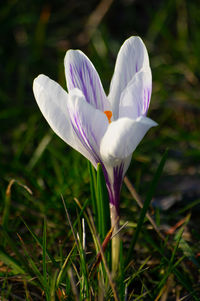 Close-up of purple crocus flower on field