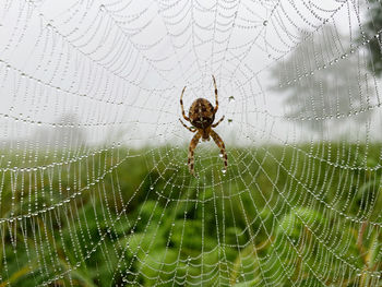 Close-up of spider on web