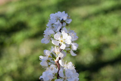 Close-up of white flowering plant