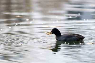 Bird swimming in lake