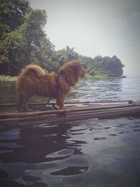 Dog in water