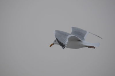 Low angle view of seagull flying