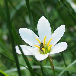 Close-up of white crocus flower