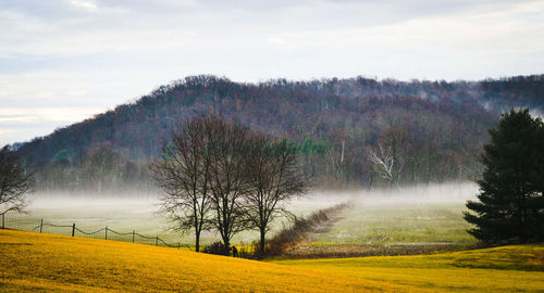 Trees on field against sky