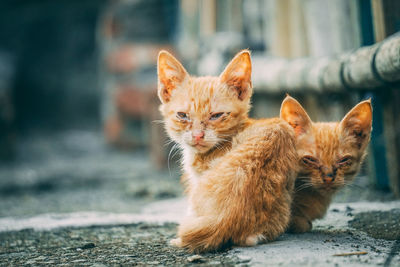 Portrait of cat with kitten