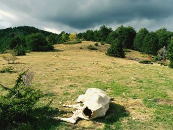 Animal skull on field against sky