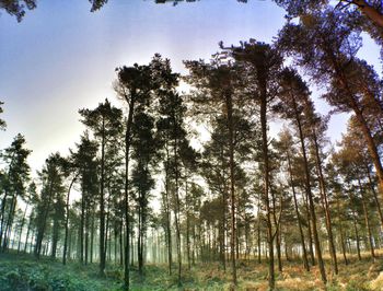 Low angle view of trees against sky