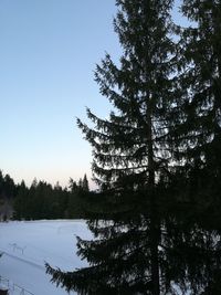Pine trees in forest against sky during winter