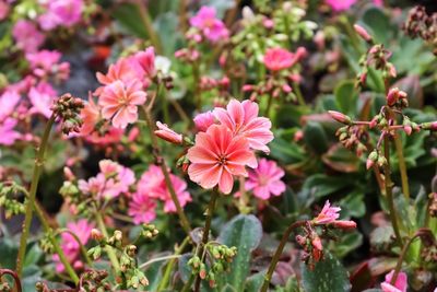 Flower garden with pink flowers in bloom