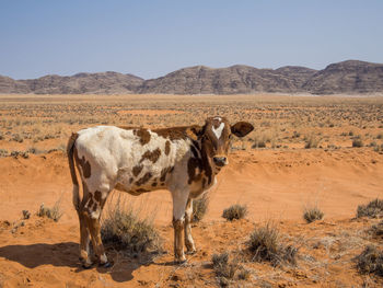 Horses standing in desert against clear sky