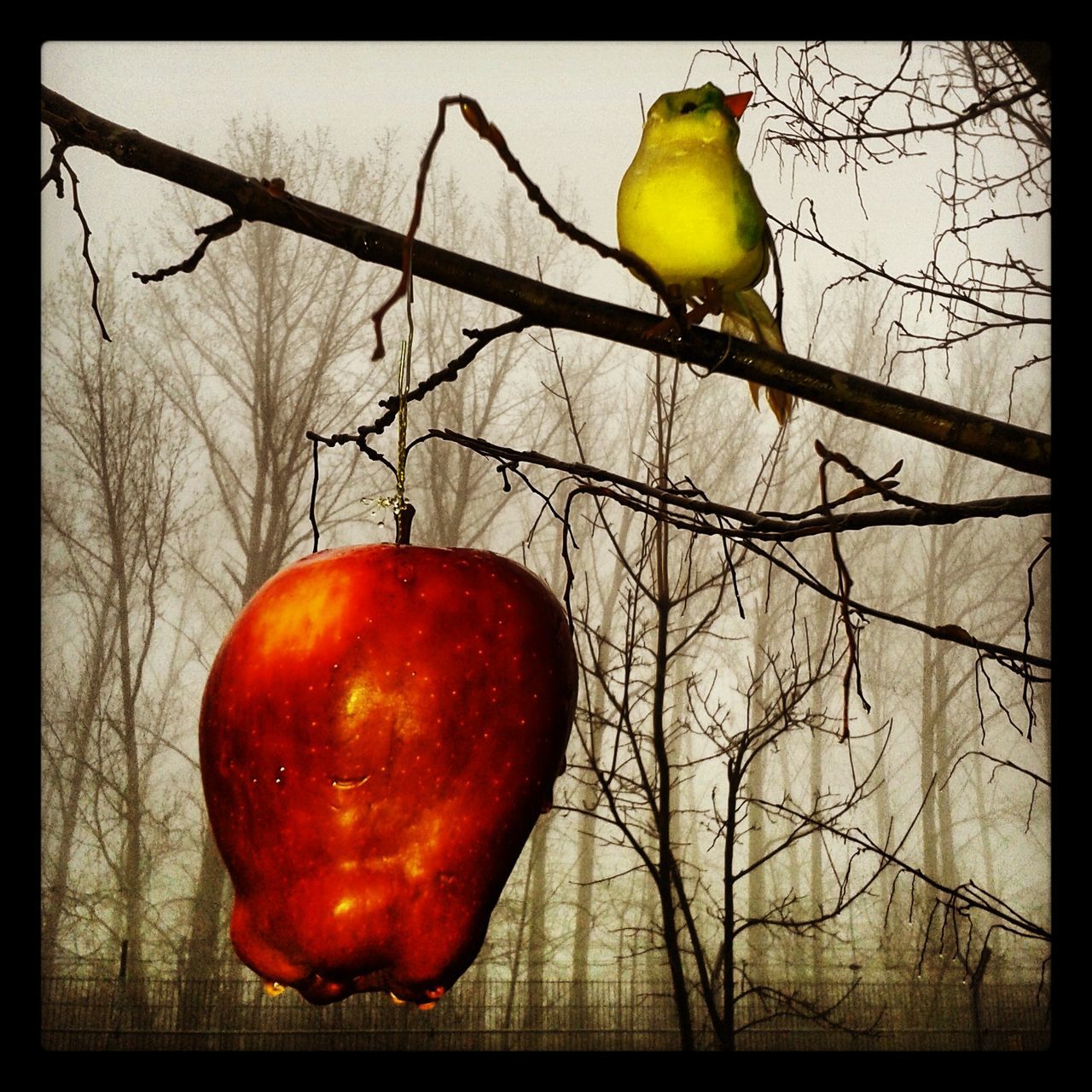 transfer print, fruit, auto post production filter, food and drink, tree, hanging, branch, bird, food, healthy eating, low angle view, close-up, no people, orange color, outdoors, lighting equipment, animal themes, wildlife, red, day