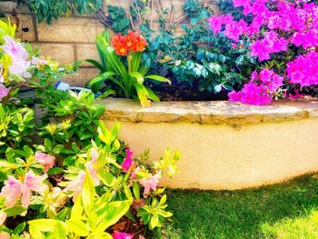 Close-up of fresh purple flower plants in yard