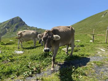 Cows standing in a field