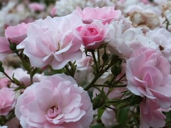 Close-up of pink roses