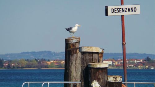 Seagull perching on wooden post by sea against clear sky