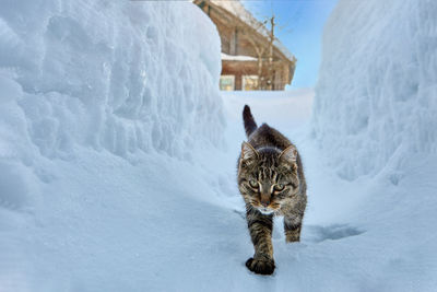 Dog standing on snow covered field