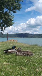 View of bird on grass by lake against sky
