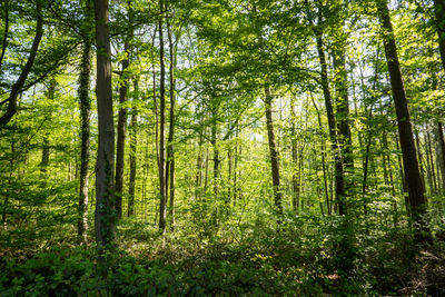 View of trees in forest