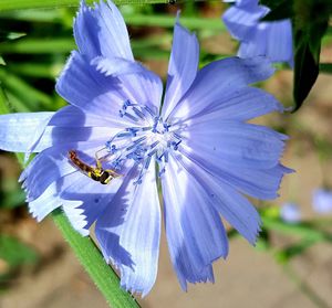 Close-up of bee pollinating on purple flower