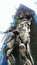 Low angle view of tree against sky