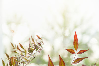 Close-up of maple leaves during autumn