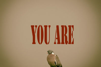 bird