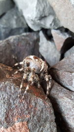 Close-up of spider on rock