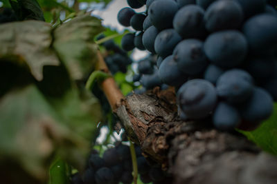 Close-up of fruits growing on tree