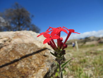 Close-up of red flowers blooming outdoors