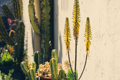 Close-up of flowering plant against wall