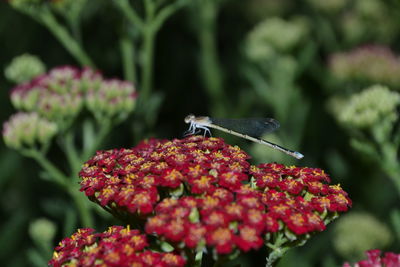 Close-up of butterfly pollinating on red flower