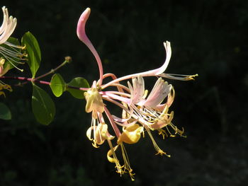 Close-up of insect on plant