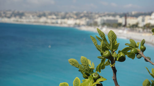 Close-up of plant against sea