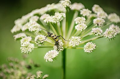 Close-up of insect on flowers