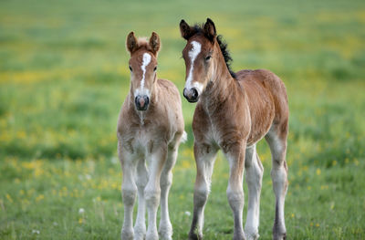 Horses standing in a field