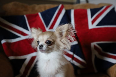 Chihuahua sitting on seat with union jack cushions in background