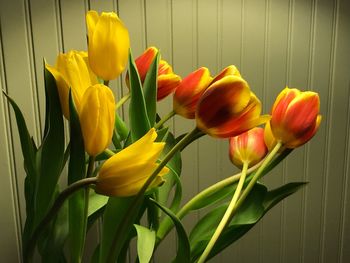 Close-up of yellow tulips