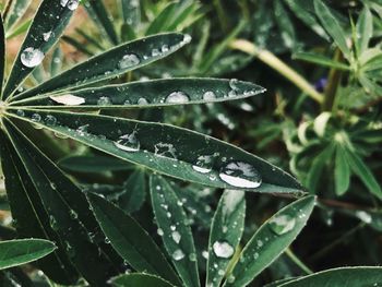 Close-up of wet plant leaves