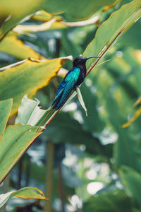 Close-up of a bird perching on plant