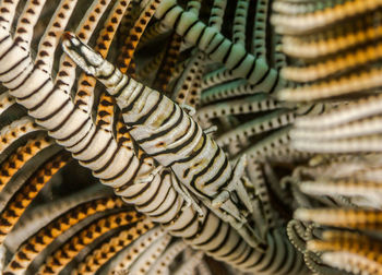 The close up of zebra shrimp in sea