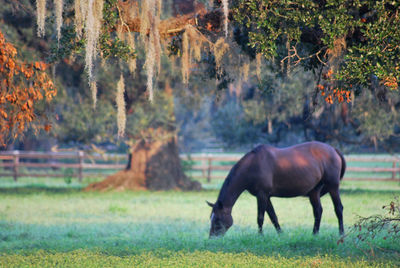 Horse grazing in a field