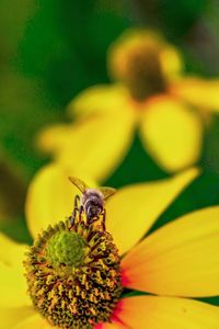 Close-up of bee on yellow flower