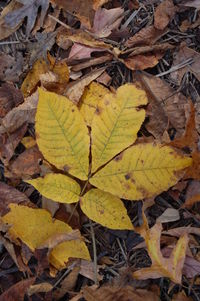 Close-up of maple leaves