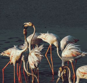 Flock of birds in lake